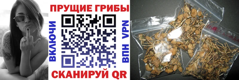 Псилоцибиновые грибы мицелий  где купить наркоту  площадка телеграм  Темников 